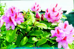 Oestdjurs-havekreds-4-fv.jpg (18785 bytes)