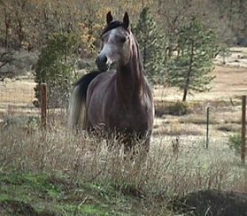 18_5_00_hest.jpg (22492 bytes)