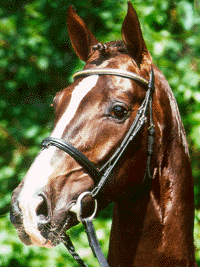 hestehoved.gif (43303 bytes)