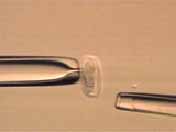 klon.JPG (4332 bytes)