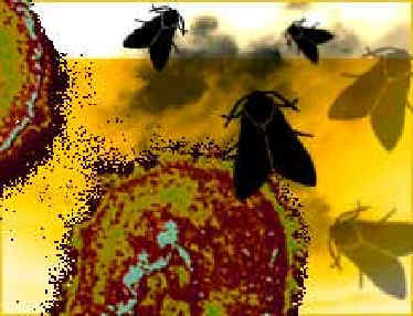 Mutationsfare.jpg (18395 bytes)