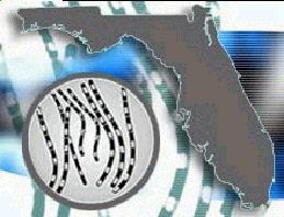 Miltbrand.jpg (18243 bytes)