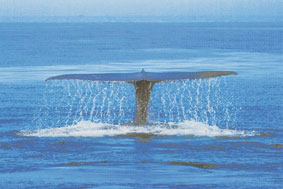 arrHval1.jpg (14424 bytes)