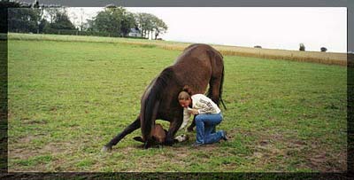 hestevisker41.jpg (17485 bytes)