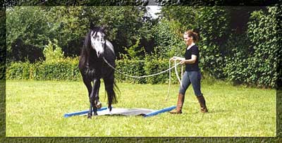 hestevisker42.jpg (23000 bytes)