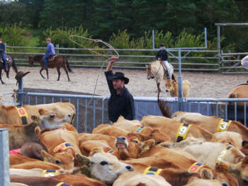 09010007.jpg (20541 bytes)